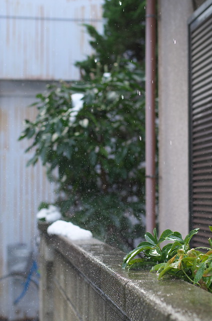 東京雪景色 冬の谷中フォトウォーク 2014年2月15日