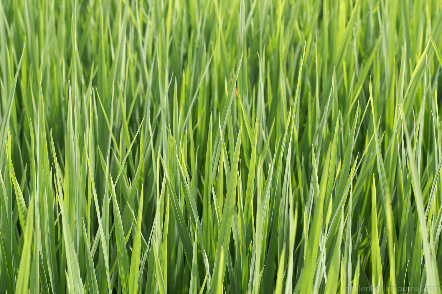 Рисовые поля