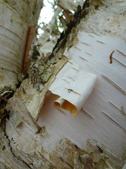 The Birch Bark Mini-Project