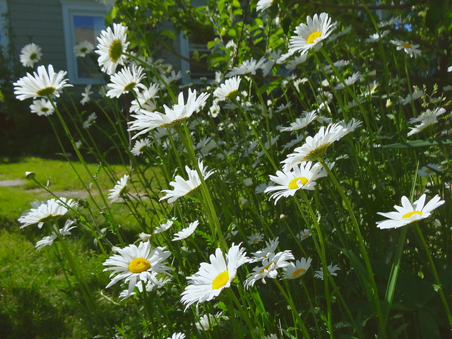 bunch of daisies