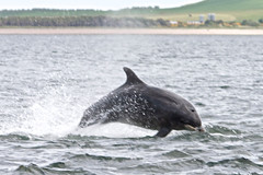 Moray Firth Dolphins 2013