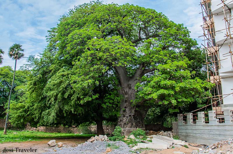 old baobab tree with new leaves 