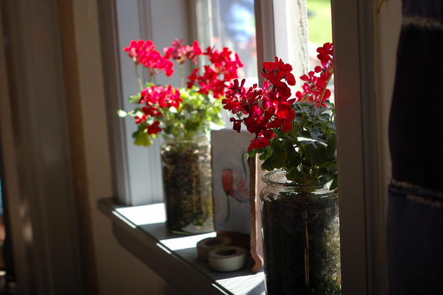 Red Geraniums, Eskilstuna