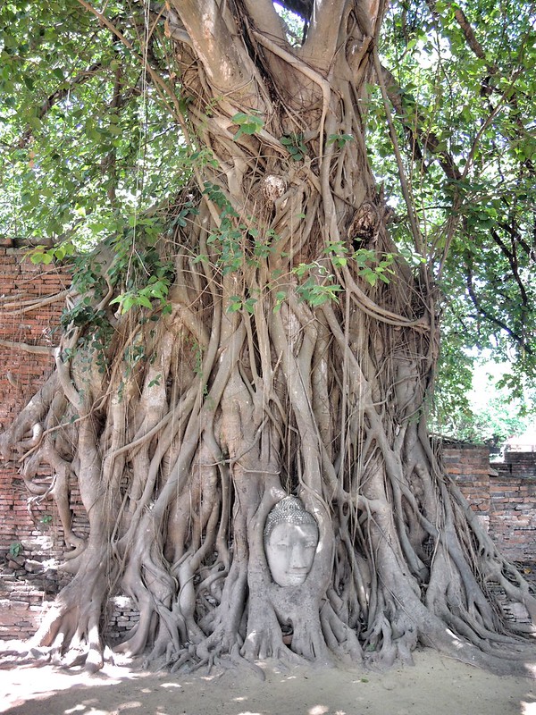 Buddhakopf von einem Bodhi Baum umwachsen