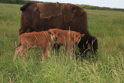 Bison twins born at Beaver Creek Wood Bison Ranch