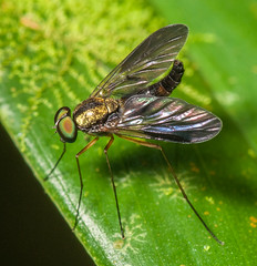 Snipe Flies (Rhagionidae)
