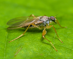 Hybotid Dance Flies (Hybotidae)