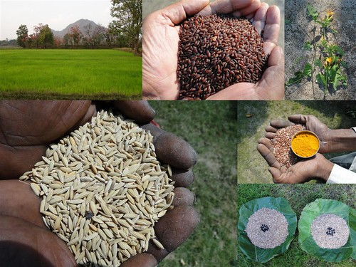 Validated and Potential Medicinal Rice Formulations for Hypertension (हाई ब्लड प्रेशर) with Diabetes mellitus Type 2 (Madhumeh) Complications (TH Group-310 special) from Pankaj Oudhia’s Medicinal Plant Database by Pankaj Oudhia