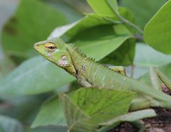 Reptiles Sri Lanka