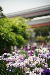 Japanese iris 2016