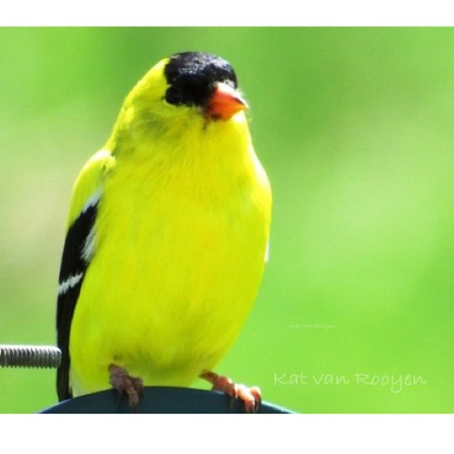 Male American Goldfinch. by Arty_Kat