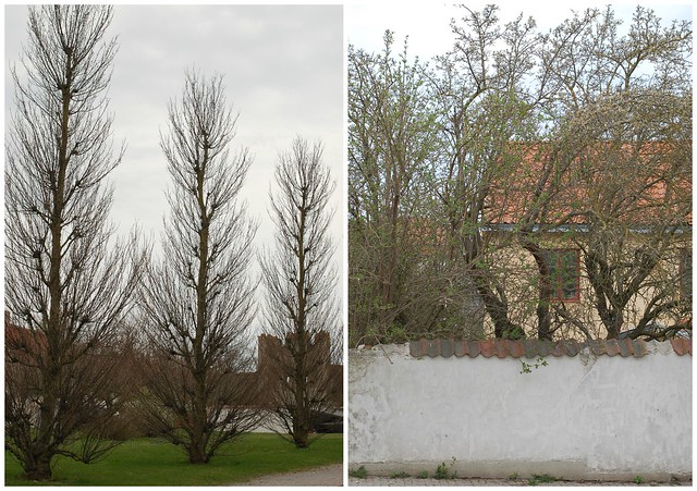 Trees in early spring