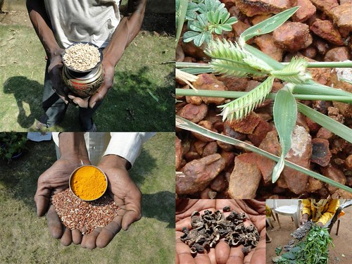 Medicinal Rice Formulations for Diabetes Complications and Heart Diseases (TH Group-4) from Pankaj Oudhia’s Medicinal Plant Database by Pankaj Oudhia