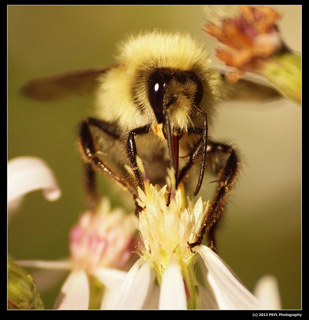 Blonde Bumble bee (Bombus sp.)