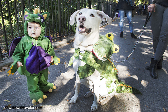 Halloween Dog Costume_Baby and Dog Dragons_Picasso Lab Mix 2