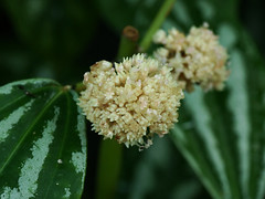 Urticaceae イラクサ科