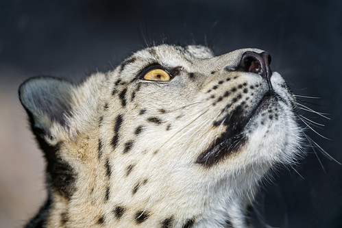 Snow leopard in the sun looking upwards by Tambako the Jaguar