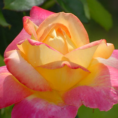 Schenectady Rose Garden 7-29-2012A