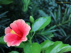 Flower Art Photography