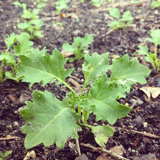 Kale sprouts! I'm gonna try those Kale chips, after all. @foxandhazel #jonahbonahgarden2013