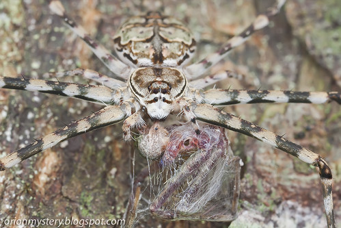IMG_9691 copy Hersilia sp. spider with prey