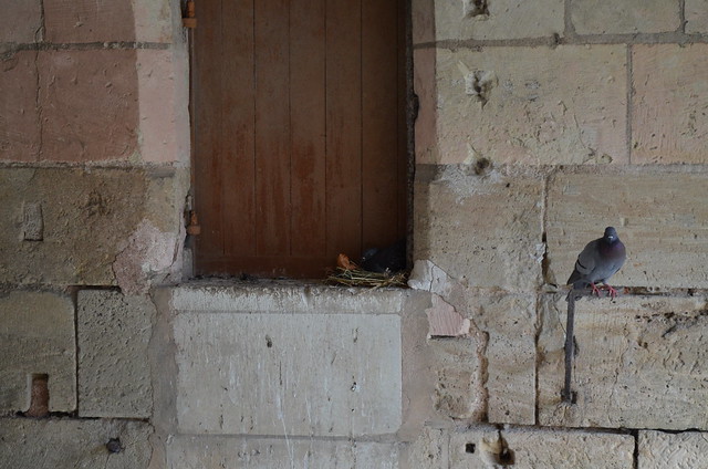 Chateau de Chenonceau pigeons nesting