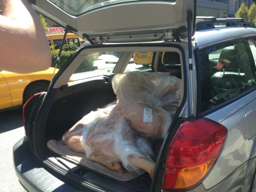11 - Parish Hall - pigs loaded into car