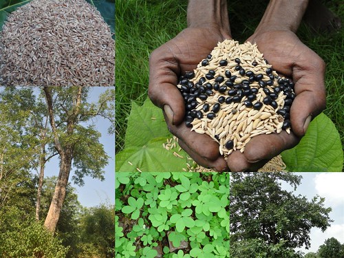 Potential Medicinal Rice Formulations for Cancer and Diabetes Complications and Revitalization of Pancreas (TH Group-129) from Pankaj Oudhia’s Medicinal Plant Database by Pankaj Oudhia