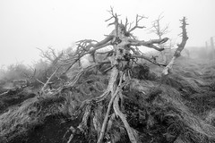 Endangered Korean Fir Tree