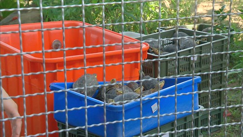 保育龜收容中心空間不足，龜龜交疊。
