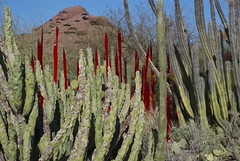 Desert Botanical Garden with Chihuly Glass 2014