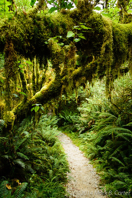 On the Milford Track