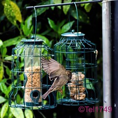 more bird feeder photos