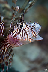 lionfish strike