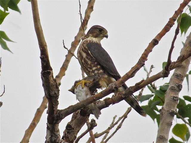 Merlin with House Sparrow Prey in Gridley, IL 08