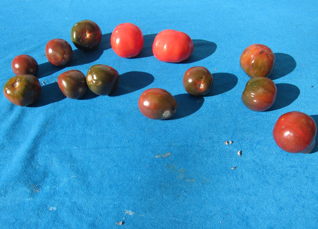 sumiko kiyooka petit tomato