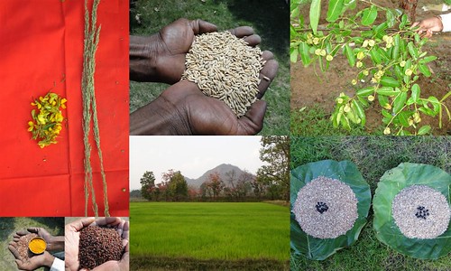 Validated and Potential Medicinal Rice Formulations for High Blood Pressure (Hypertension) with Diabetes mellitus Type 2 (डायबीटीज या मधुमेह) Complications (TH Group-362 special) from Pankaj Oudhia’s Medicinal Plant Database by Pankaj Oudhia