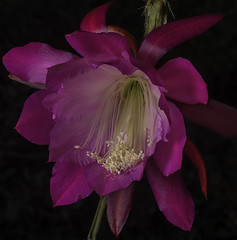 Epiphyllum Flowers