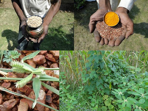 Medicinal Rice Formulations for Diabetes Complications and Heart Diseases (TH Group-4) from Pankaj Oudhia’s Medicinal Plant Database by Pankaj Oudhia