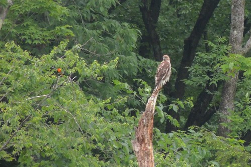 Red Tailed Hawk being watched by Oriole