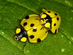 Beetles of Ecuador, old