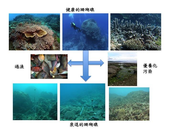 健康珊瑚礁受到過漁、海岸開發帶來的優養化污染造成珊瑚礁衰退