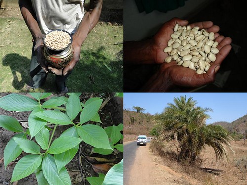 Medicinal Rice Formulations for Diabetes Complications and Heart Diseases (TH Group-39 CGBD) from Pankaj Oudhia’s Medicinal Plant Database by Pankaj Oudhia