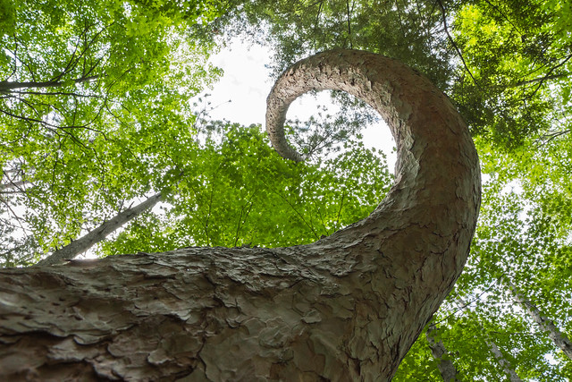 Pine, Curve, Curved, Spiral, Potawatomi State Park, Door County, Bark, Leaves, Forest
