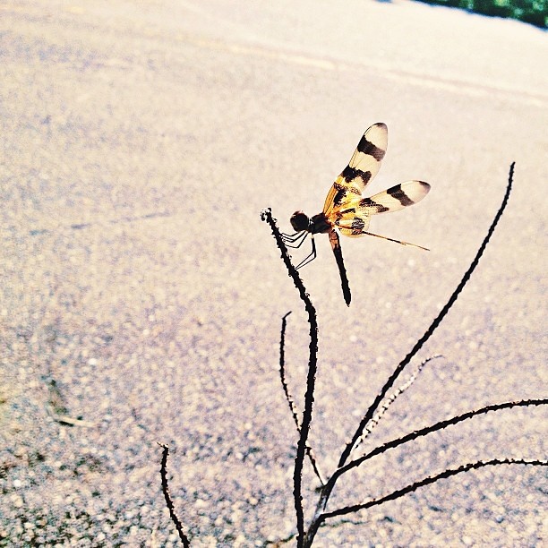 #dragonfly on a branch #iphoneonly #yesthisisaniphoneshot #focus #insects #igersftl #southflorida #pictapgo_app