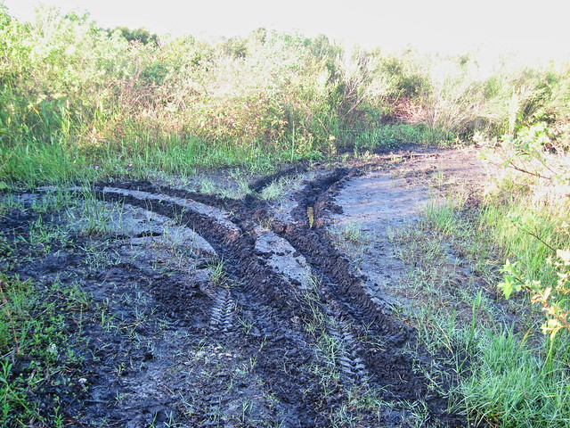 ORV tracks in wetlands 20131013