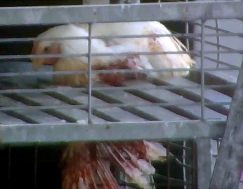 זולוגבק - כנף תרנגול מגואלת בדם לאחר שנזרקה ממכונת ההיפוך