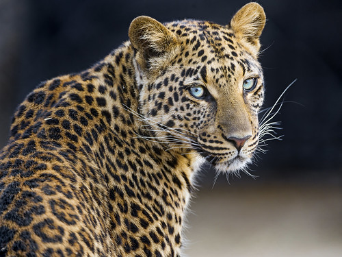 Pretty Choetta by Tambako the Jaguar