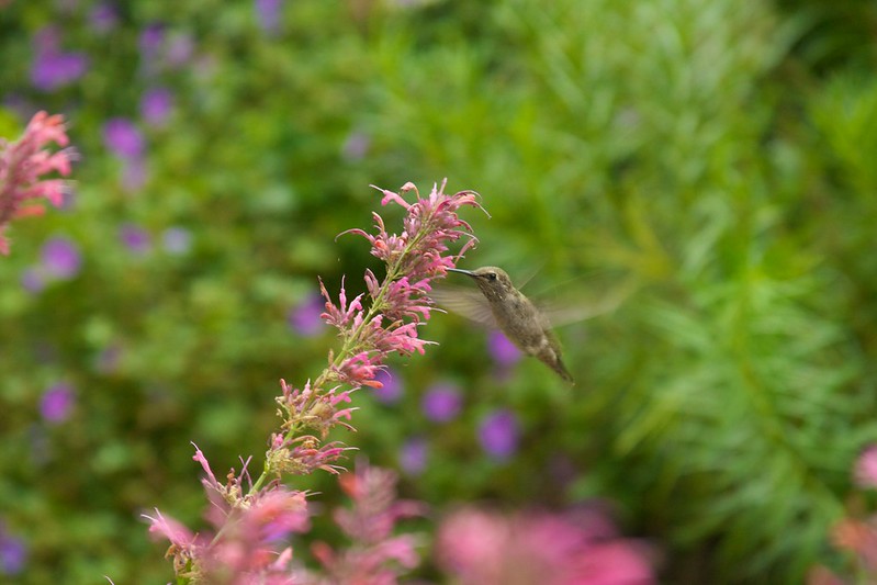 hummingbird  3478