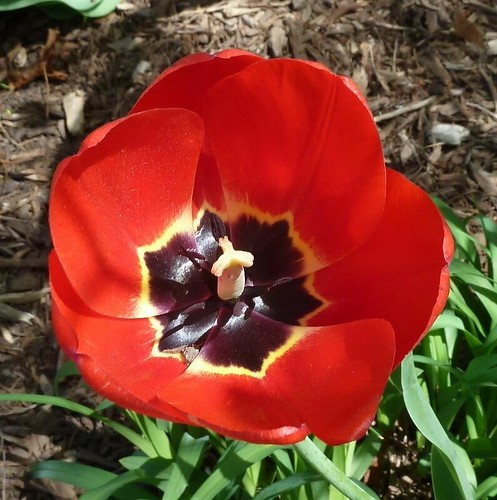 Wheaton, IL, Red Tulip Flower